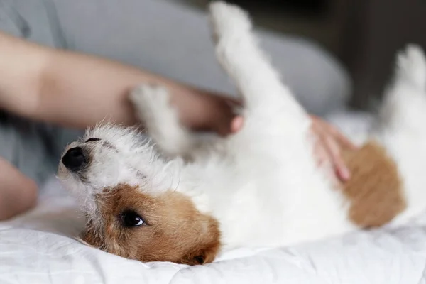 Vrouw Hond Liggen Samen Bed Knappe Jack Russell Terrier — Stockfoto