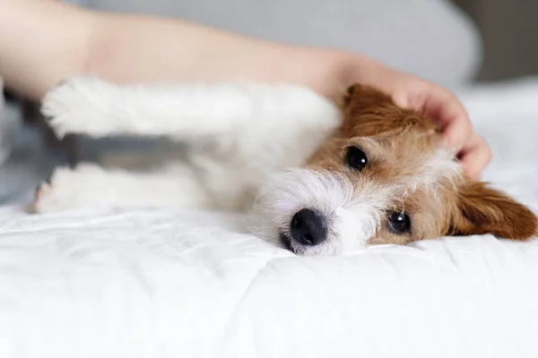 女人和狗一起躺在床上 英俊的杰克 罗斯塞尔 — 图库照片