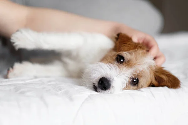 女人和狗一起躺在床上 英俊的杰克 罗斯塞尔 — 图库照片