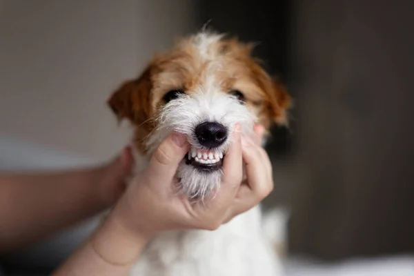 doctor examines a dog\'s teeth, dog tartar, clean beautiful teeth