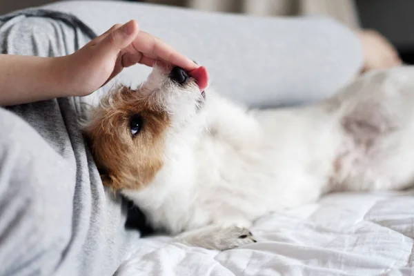 Jack Russell Terrier Likken Hand Van Eigenaar Man Hond Liggen — Stockfoto