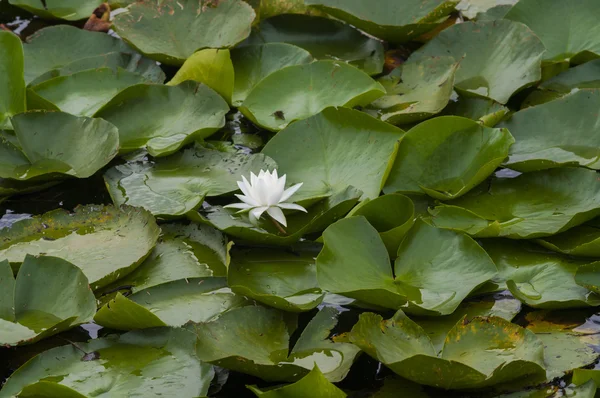 호수에 흰 꽃 백합 — 스톡 사진