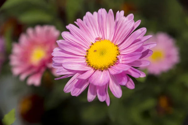 Geç sonbaharda havasında