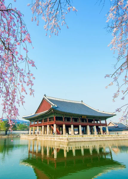 Gyeongbokgung Palacio con flor de cerezo en primavera, Corea . — Foto de Stock