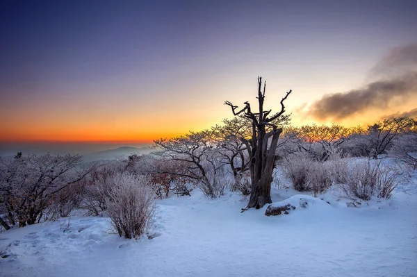 Silhouette d'arbres morts, beau paysage au lever du soleil sur le parc national de Deogyusan en hiver, Corée du Sud . — Photo