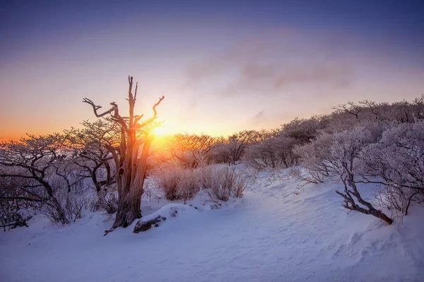 Sunrise a Deogyusan hegyek hóval télen, Dél-Korea. — Stock Fotó