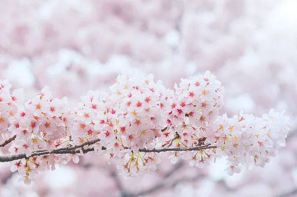 Ανθισμένες κερασιές, με μαλακή εστίαση, Sakura σεζόν στην Κορέα, αμουδερές — Φωτογραφία Αρχείου