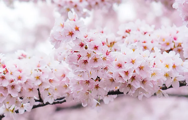 Ανθισμένες κερασιές, με μαλακή εστίαση, Sakura σεζόν στην Κορέα, αμουδερές — Φωτογραφία Αρχείου