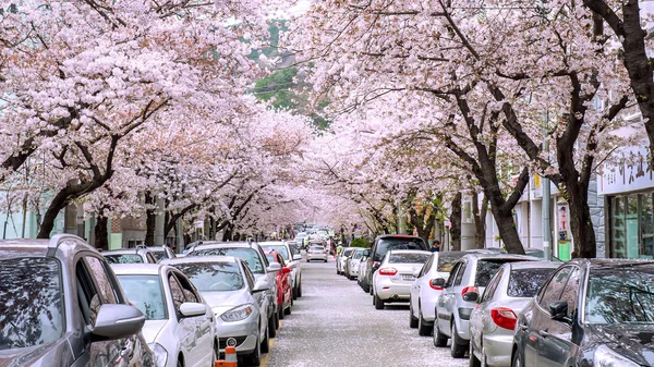 Фестиваль Цзинхэ Гунхандже - крупнейший фестиваль цветения вишни в Корее . — стоковое фото