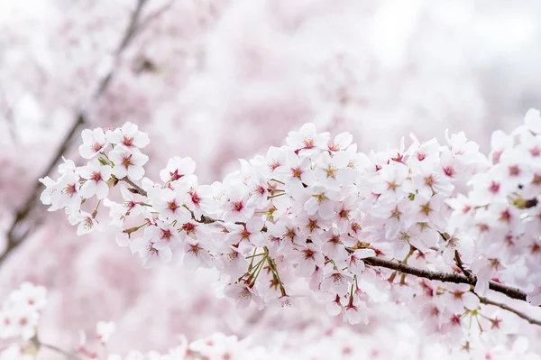 Kwiat wiśni z Soft focus, Sakura sezon wiosnę, Seulu w Korei Południowej, tło. — Zdjęcie stockowe