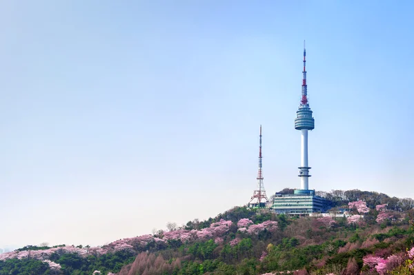 Cherry blossom in Seoul tower at namhansan in spring.
