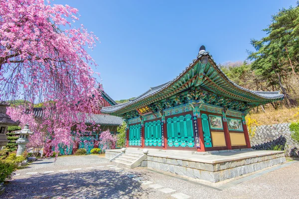Pałac Gyeongbokgung z wiśni wiosną, Korea. — Zdjęcie stockowe