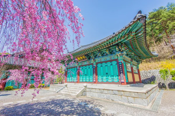 Pałac Gyeongbokgung z wiśni wiosną, Korea. — Zdjęcie stockowe