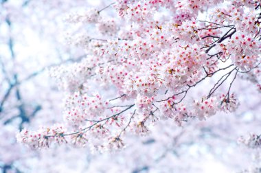 İlkbaharda Kiraz Çiçeği. Yumuşak odaklı. Sakura mevsimi Kore 'de..