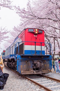Jinhae Gunhangje Festivali Kore'de en büyük kiraz çiçeği festivaldir.