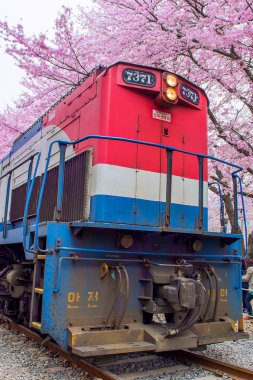 Jinhae Gunhangje Festivali Kore'de en büyük kiraz çiçeği festivaldir.