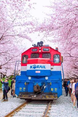Jinhae Gunhangje Festivali Kore'de en büyük kiraz çiçeği festivaldir.