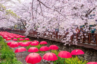 Jinhae Gunhangje Festivali Kore'de en büyük kiraz çiçeği festivaldir.