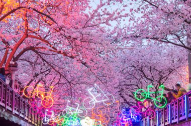 Jinhae Gunhangje Festivali Kore'de en büyük kiraz çiçeği festivaldir.