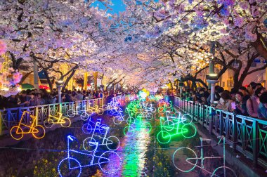 Jinhae Gunhangje Festivali Kore'de en büyük kiraz çiçeği festivaldir.