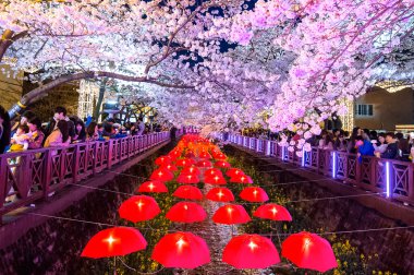 Jinhae Gunhangje Festivali Kore'de en büyük kiraz çiçeği festivaldir.