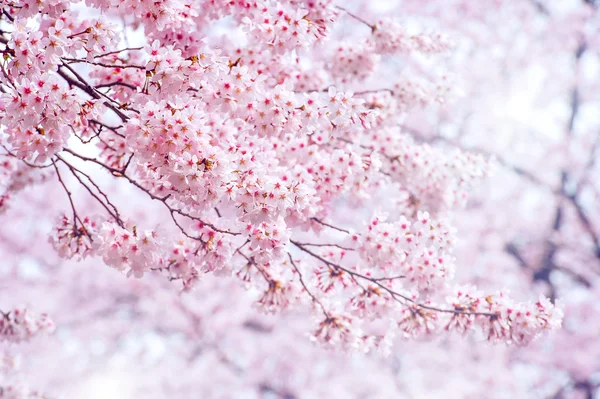春天里的樱桃花，焦点柔和，背景在韩国的樱花季节. — 图库照片