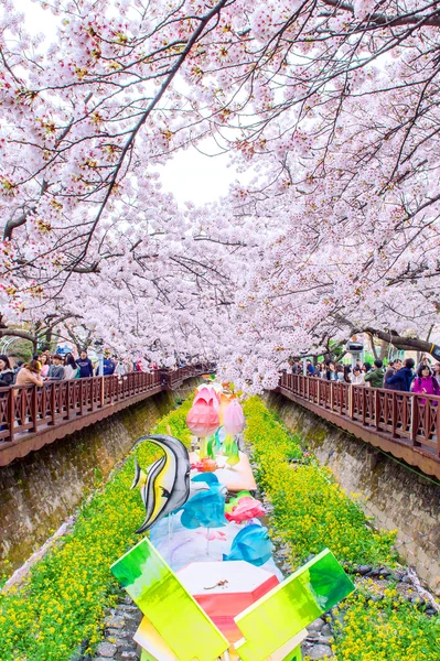 Jinhae Gunhangje Festival is the largest cherry blossom festival in Korea. — Stock Photo, Image