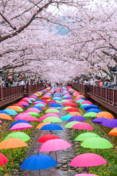 진해 Gunhangje 축제는 국내에서 최대 벚꽃 축제. — 스톡 사진