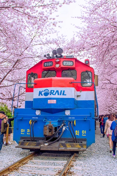 Jinhae Gunhangje фестивалю є найбільшим cherry blossom фестивалю в Кореї. — стокове фото