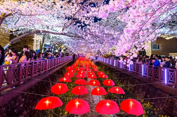 Jinhae Gunhangje Festival è il più grande festival di fiori di ciliegio in Corea . — Foto Stock