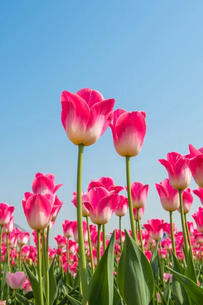 Tulipani colorati, tulipani in primavera . — Foto Stock
