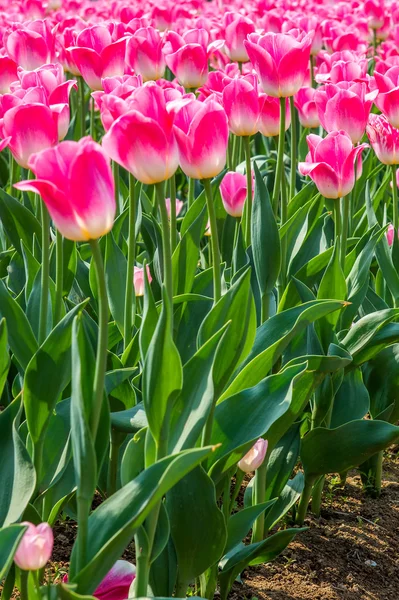 Tulipani colorati, tulipani in primavera . — Foto Stock