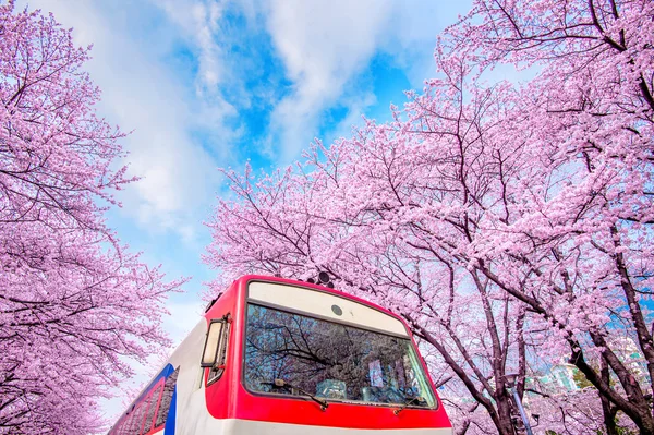 Flor de cereja na primavera. Jinhae Gunhangje Festival é o maior festival de flor de cereja na Coreia do Sul . Fotos De Bancos De Imagens Sem Royalties