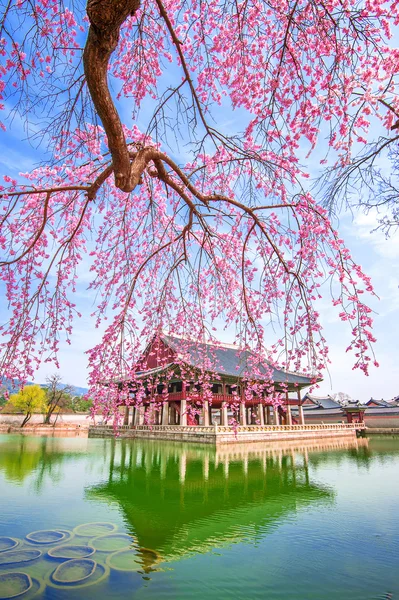 Gyeongbokgung Sarayı ile kiraz çiçeği bahar, Güney Kore. — Stok fotoğraf
