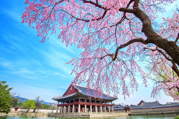 Gyeongbokgung Sarayı ile kiraz çiçeği bahar, Güney Kore. — Stok fotoğraf