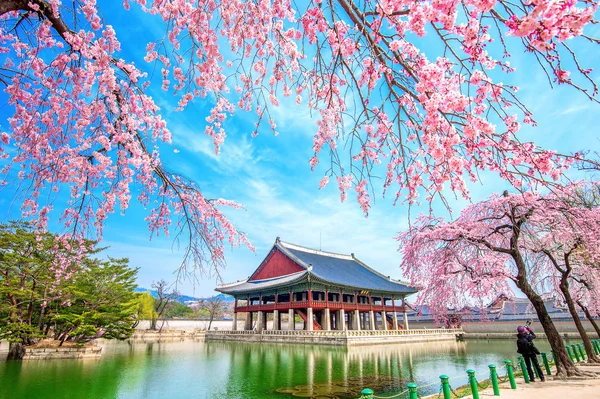 Turistas tirando fotos da bela paisagem ao redor do Palácio Gyeongbokgung com flor de cereja na primavera, Coréia . — Fotografia de Stock