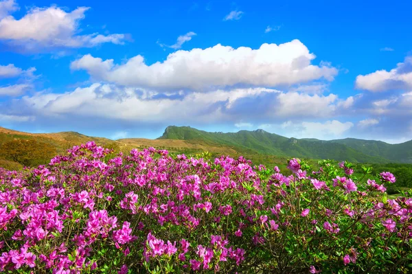 Wunderschöne Landschaft mit rosa Rhododendronblüten und blauem Himmel in den Bergen, Hwangmaesan in Südkorea — Stockfoto