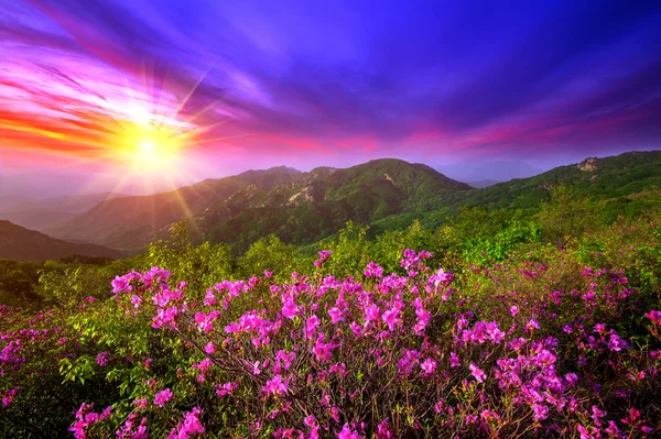 Belles fleurs roses sur les montagnes au coucher du soleil, montagne Hwangmaesan en Corée du Sud . — Photo