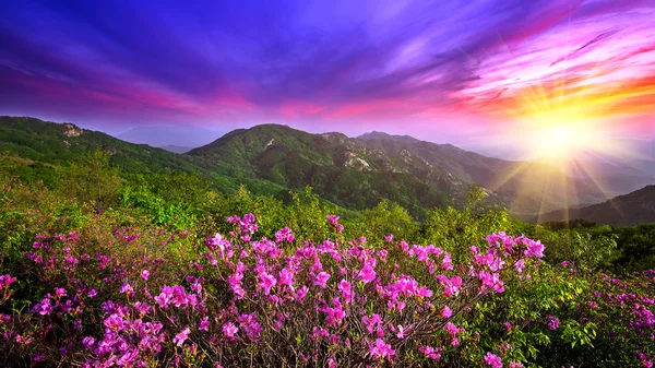Beautiful pink flowers on mountains at sunset, Hwangmaesan mountain in South Korea. — Stock Photo, Image