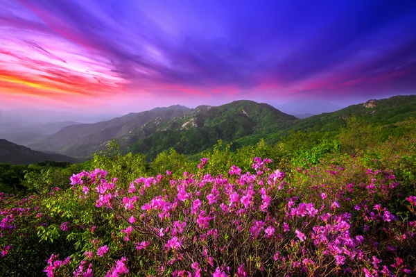 Piękne różowe kwiaty w górach na zachód, góry Hwangmaesan w Korei Południowej. — Zdjęcie stockowe