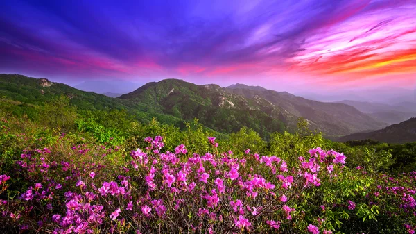 Schöne rosa Blumen auf Bergen bei Sonnenuntergang, Hwangmaesan Berg in Südkorea. — Stockfoto