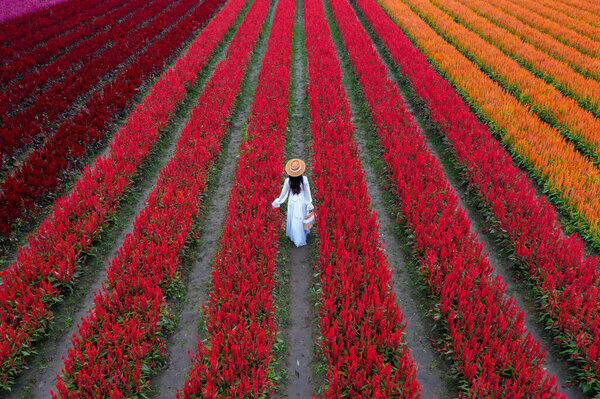 Beautiful girl in white dress travel at Celosia flowers fields, Chiang Mai.