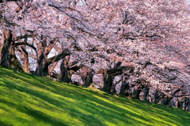 İlkbaharda kiraz ağaçları, Japonya 'da Kyoto..