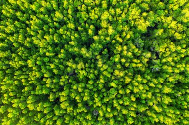 Ormandaki yeşil ağaçların havadan görünüşü.