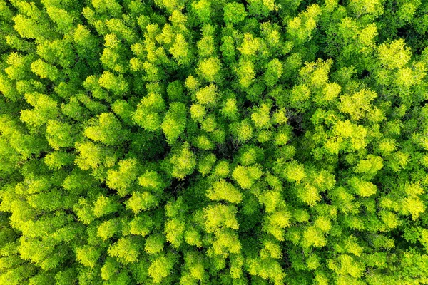 Aerial View Green Trees Forest Stock Image