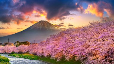 Kiraz çiçekleri ve Fuji dağı ilkbaharda gün doğumunda, Shizuoka Japonya 'da.