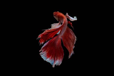 Beta balığı ve siyam savaşçısı balıklar siyah arka planda izole edilmiş betta.