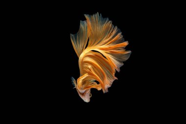 Beta balığı ve siyam savaşçısı balıklar siyah arka planda izole edilmiş betta.