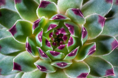 Yeşil kaktüs Macro ya da Sempervivum, Doğa arka planı.