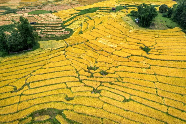 Luftaufnahme Der Gelben Reisterrassen Chiang Mai Thailand — Stockfoto